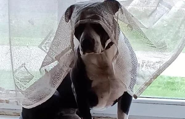 Zeusz-12, male American Staffordshire Terrier for adoption at Animal Happyend, Animal Happyend photo 2