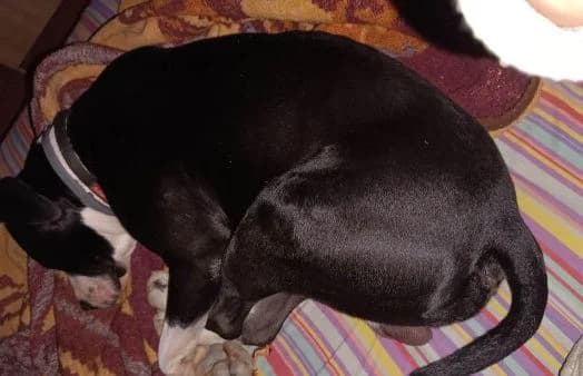 Zeusz-12, male American Staffordshire Terrier for adoption at Animal Happyend, Animal Happyend photo 3