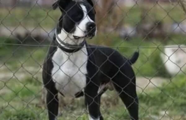 Zeusz-12, male American Staffordshire Terrier for adoption at Animal Happyend, Animal Happyend photo 4