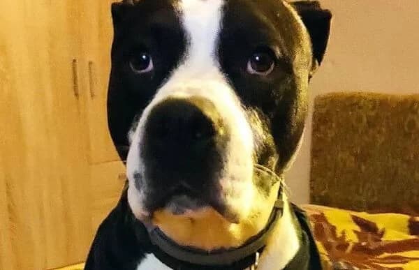 Zeusz-12, male American Staffordshire Terrier for adoption at Animal Happyend, Animal Happyend photo 5