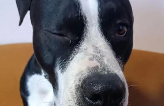 Zeusz-12, male American Staffordshire Terrier for adoption at Animal Happyend, Animal Happyend photo 6