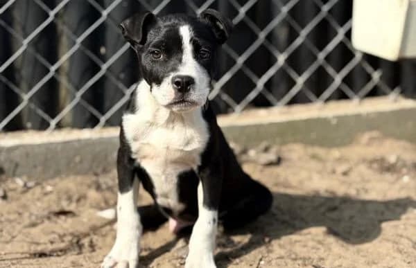 Ziad, male mixed breed for adoption at Animal Happyend