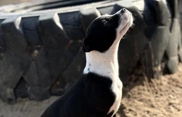 Ziad, male mixed breed for adoption at Animal Happyend, Animal Happyend photo 2