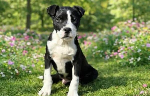 Ziad, male mixed breed for adoption at Animal Happyend, Animal Happyend photo 3