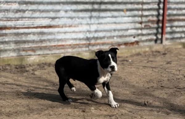 Ziad, male mixed breed for adoption at Animal Happyend, Animal Happyend photo 4