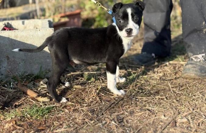 Ziad, male mixed breed for adoption at Animal Happyend, Animal Happyend photo 5