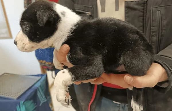 Ziad, male mixed breed for adoption at Animal Happyend, Animal Happyend photo 6