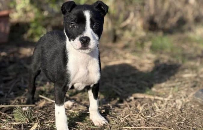 Ziad, male mixed breed for adoption at Animal Happyend, Animal Happyend photo 7