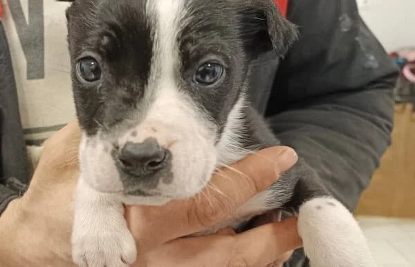 Ziad, male mixed breed for adoption at Animal Happyend, Animal Happyend photo 8