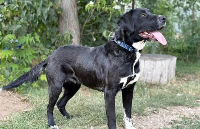 Ziba, female 5yo Mixed Breed for adoption at Animal Happyend, Animal Happyend