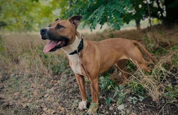 Zila-2, female 5yo American Staffordshire Terrier for adoption at Animal Happyend, Animal Happyend