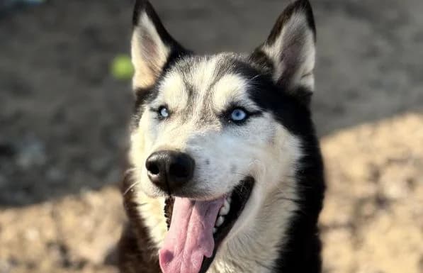 Zorro-6, male 7yo Husky for adoption at Animal Happyend, Animal Happyend