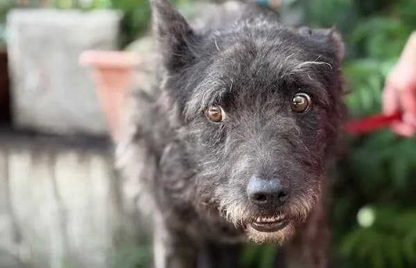 Zotmund, schwarz male senior Mixed Breed for adoption at Animal Happyend, Animal Happyend
