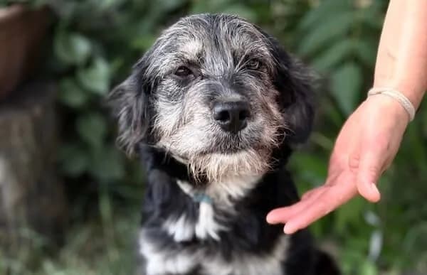 Zsaklin-2, female puppy Mixed Breed for adoption at Animal Happyend, Animal Happyend