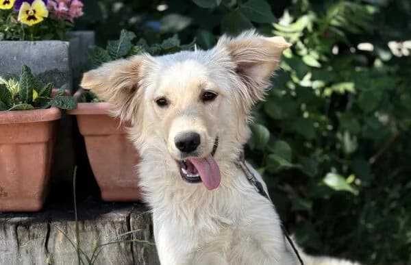 Zsanin, female puppy Mixed Breed for adoption at Animal Happyend, Animal Happyend