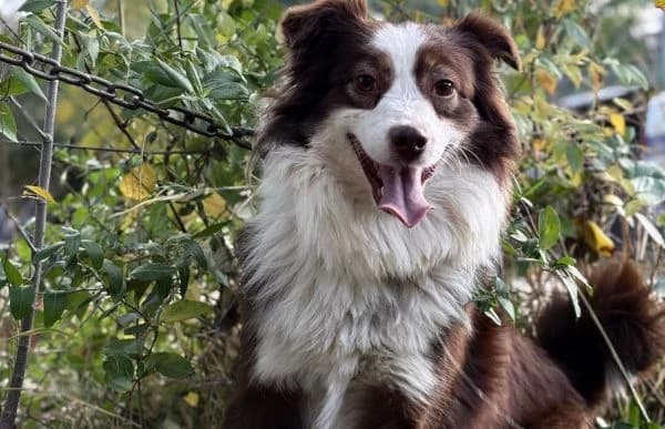 Zselinke, female 6yo mixed breed for adoption at Animal Happyend, Animal Happyend