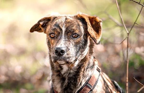 Zsombor, male Mixed Breed for adoption at Animal Happyend