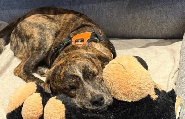 Zsombor, male Mixed Breed for adoption at Animal Happyend, Animal Happyend photo 4