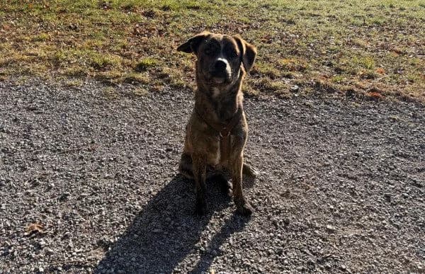 Zsombor, male Mixed Breed for adoption at Animal Happyend, Animal Happyend photo 5