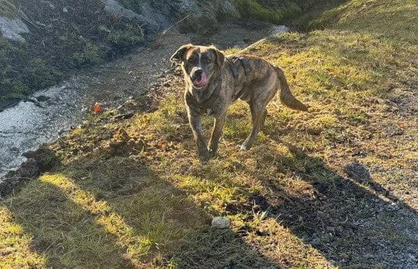 Zsombor, male Mixed Breed for adoption at Animal Happyend, Animal Happyend photo 6