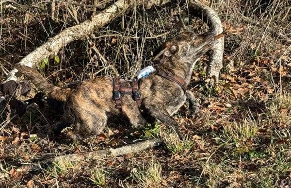 Zsombor, male Mixed Breed for adoption at Animal Happyend, Animal Happyend photo 7