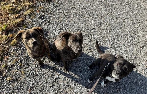 Zsombor, male Mixed Breed for adoption at Animal Happyend, Animal Happyend photo 8