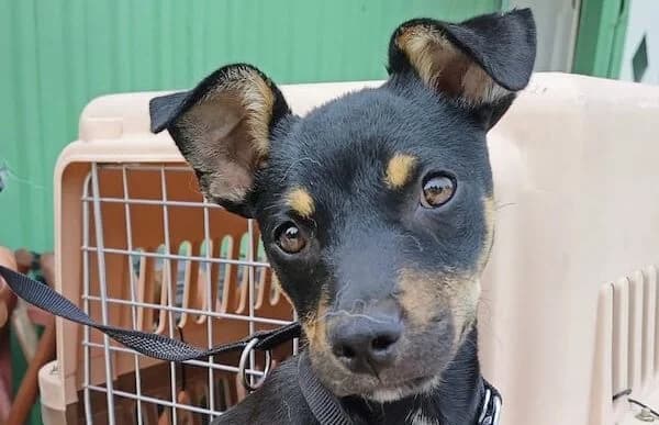 Zsurmo, female puppy Mixed Breed for adoption at Animal Happyend, Animal Happyend