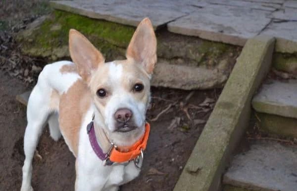 Asana, female young Mixed Breed for adoption at Animal Happyend, Animal Happyend