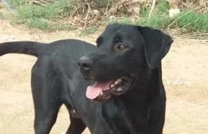 Autor, male senior Labrador Retriever for adoption at Animal Happyend, Animal Happyend