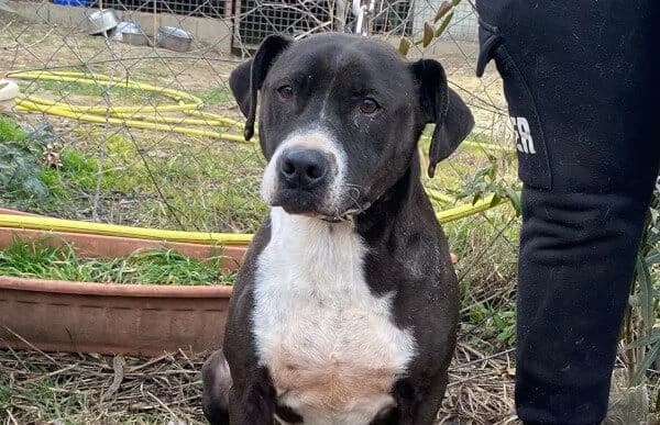 Butka, male Vizsla for adoption at Animal Happyend