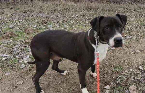 Butka, male Vizsla for adoption at Animal Happyend, Animal Happyend — photo 2 of 16