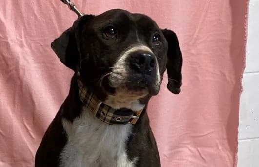 Butka, male Vizsla for adoption at Animal Happyend, Animal Happyend — photo 3 of 16