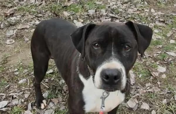 Butka, male Vizsla for adoption at Animal Happyend, Animal Happyend — photo 4 of 16