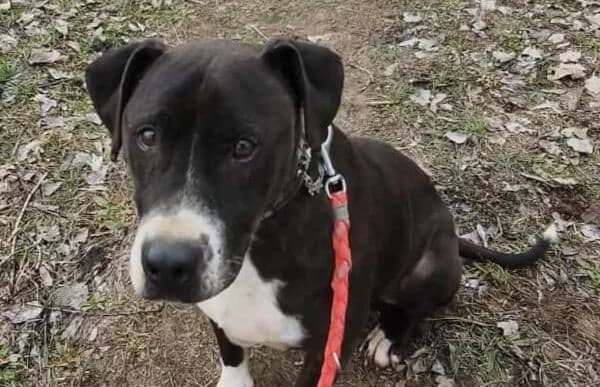 Butka, male Vizsla for adoption at Animal Happyend, Animal Happyend — photo 5 of 16