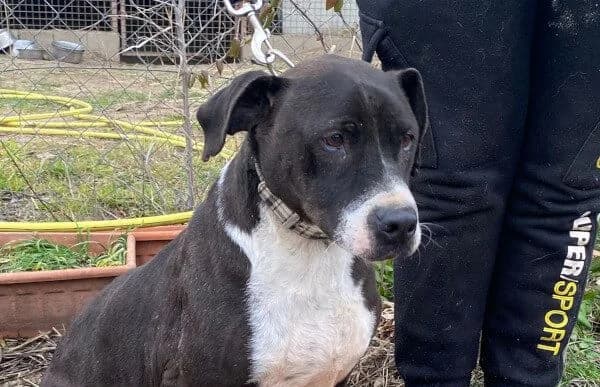 Butka, male Vizsla for adoption at Animal Happyend, Animal Happyend — photo 6 of 16