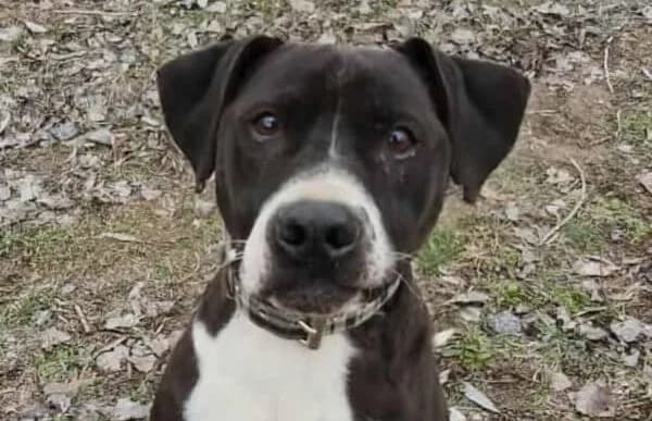 Butka, male Vizsla for adoption at Animal Happyend, Animal Happyend — photo 7 of 16