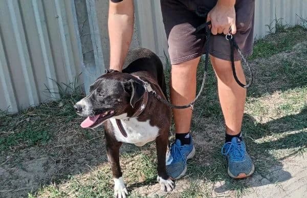 Butka, male Vizsla for adoption at Animal Happyend, Animal Happyend — photo 8 of 16