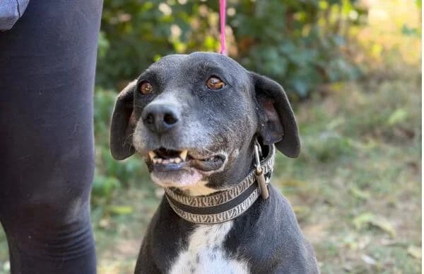 Missi, female senior Mixed Breed for adoption at Animal Happyend, Animal Happyend