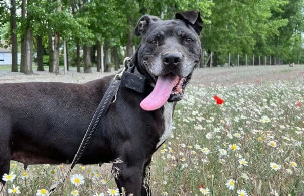Zahira (Hund des Monats Dezember 2024), female mixed breed for adoption at Animal Happyend, Animal Happyend