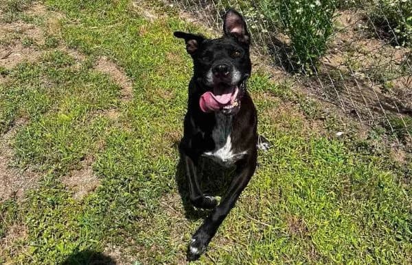 Zahira (Hund des Monats Dezember 2024), female senior mixed breed for adoption at Animal Happyend, Animal Happyend