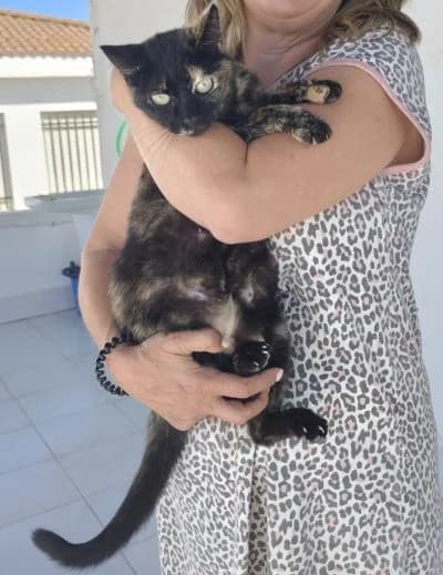 Ruana, female Mixed Breed for adoption at Archepfoetli