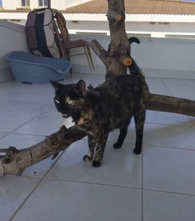 Ruana, female Mixed Breed for adoption at ArchePfötli, Archepfoetli photo 2