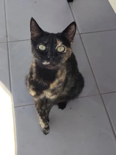 Ruana, female Mixed Breed for adoption at ArchePfötli, Archepfoetli photo 3