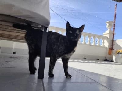 Ruana, female Mixed Breed for adoption at ArchePfötli, Archepfoetli photo 4