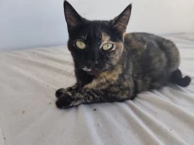 Ruana, female Mixed Breed for adoption at ArchePfötli, Archepfoetli photo 6