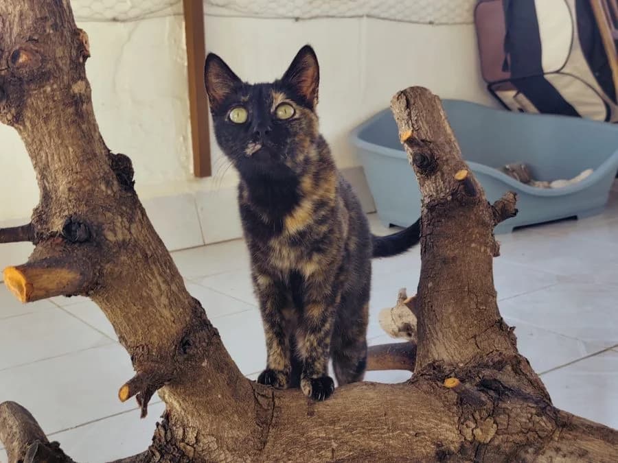 Ruana, female Mixed Breed for adoption at ArchePfötli, Archepfoetli photo 7