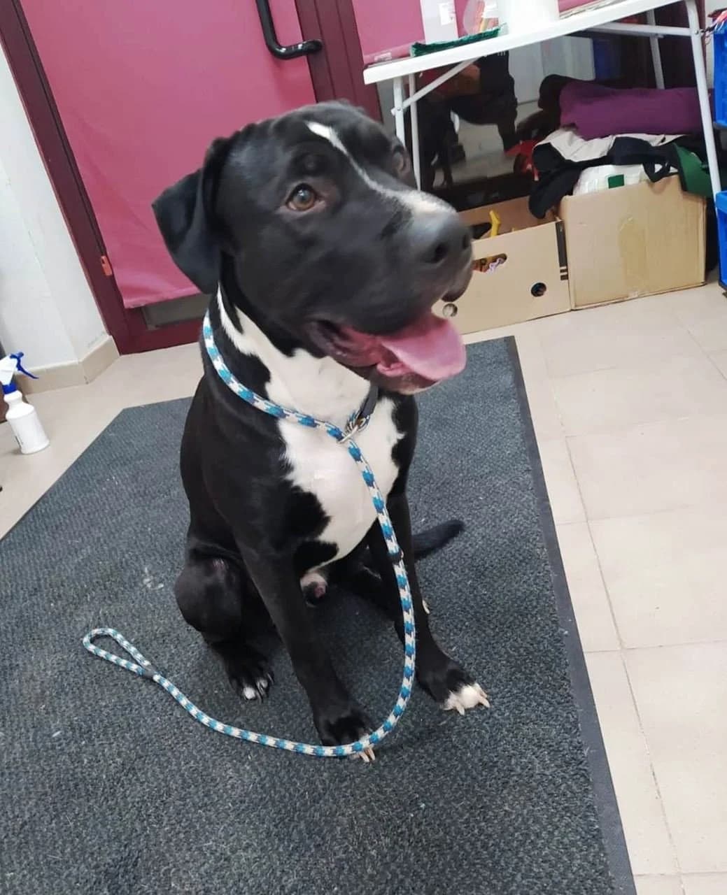 Ortzi, male puppy mixed breed for adoption at Tierhilfe Arme Pfoten, Arme Pfoten