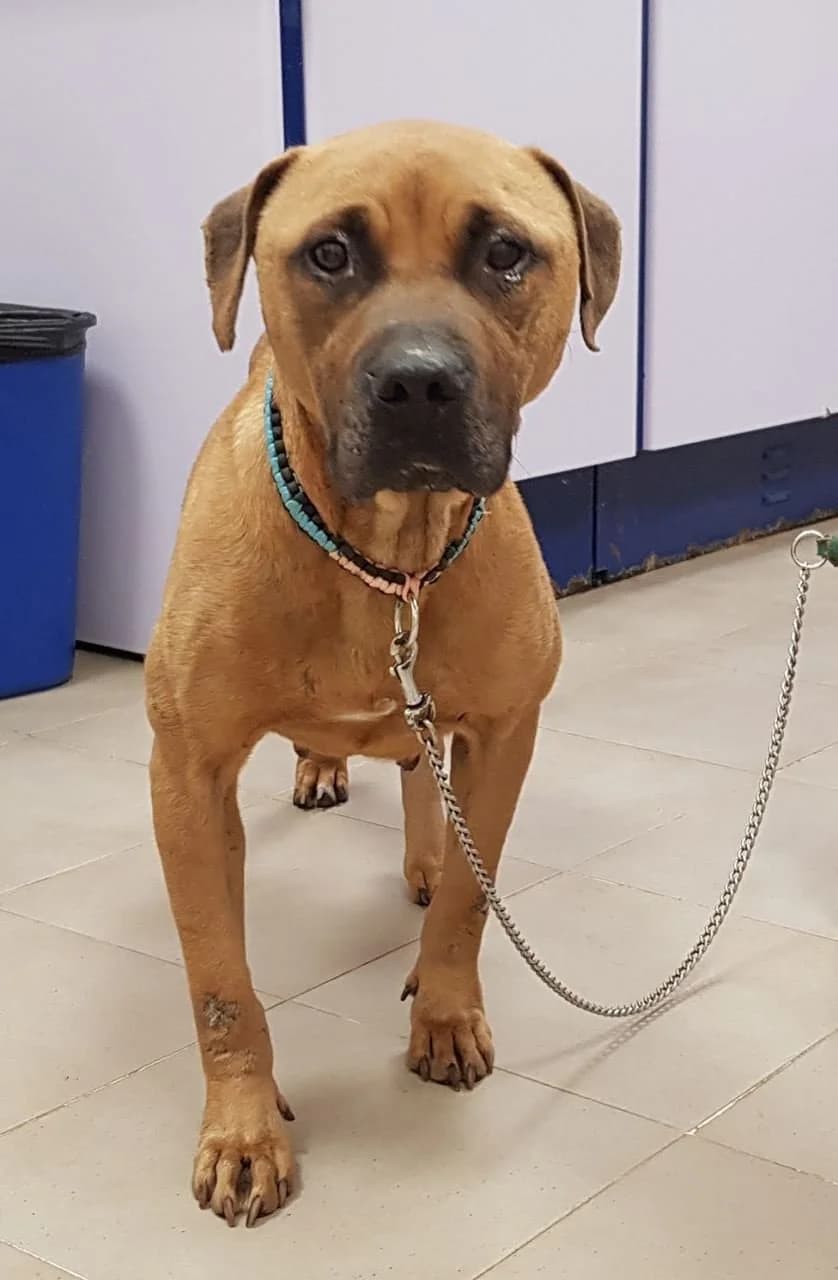 Paca, female 4yo mixed breed for adoption at Tierhilfe Arme Pfoten, Arme Pfoten