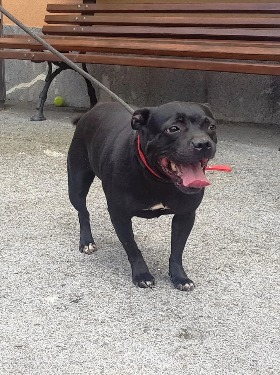 Nesa, female 6yo mixed breed for adoption at Tierhilfe Arme Pfoten, Arme Pfoten