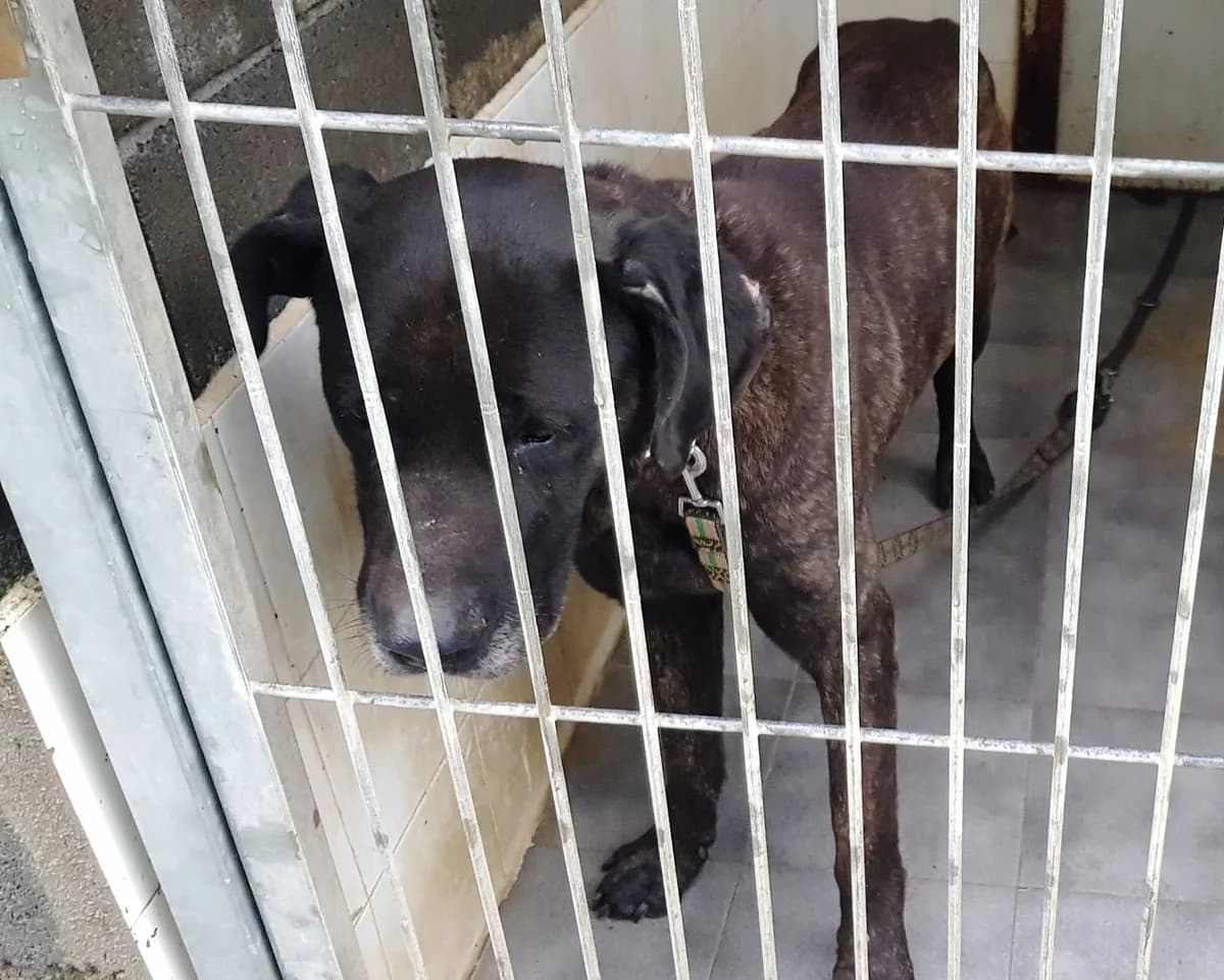 Thor, male 7yo Mixed Breed for adoption at Tierhilfe Arme Pfoten, Arme Pfoten